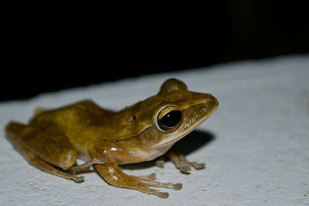 single frog have big eye in the dark night