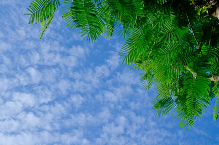 blue sky have cloud in winter season