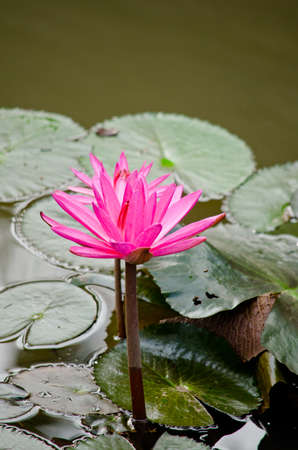 pink beautiful lotus and green leaf in pondの写真素材