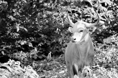 Banteng  was in Red List of Threatened Species in Endangered species in nature ,Thailand and it looking something on the rockの写真素材