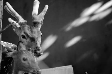 Chital or cheetal deer (Axis axis), also known as spotted deer or axis deer in the forestの写真素材