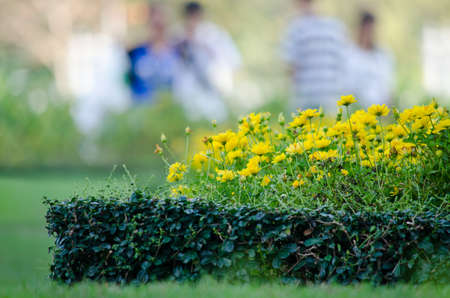 Texture background of green Leaf and blue flowerの写真素材