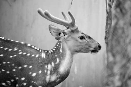 Chital or cheetal deer (Axis axis), also known as spotted deer or axis deer in the forestの写真素材