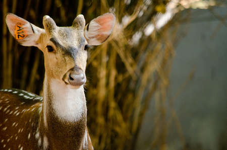 Chital or cheetal deer (Axis axis), also known as spotted deer or axis deer in the forestの写真素材