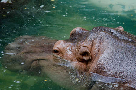 Hippopotamus swimming in the poolの写真素材