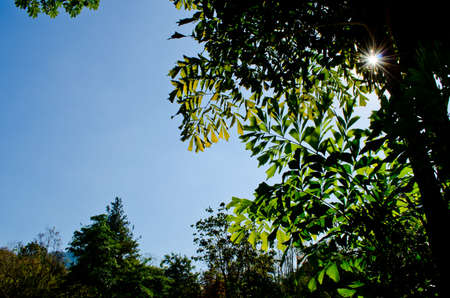Texture background of green Leaf and blue sky is in forest of middayの写真素材