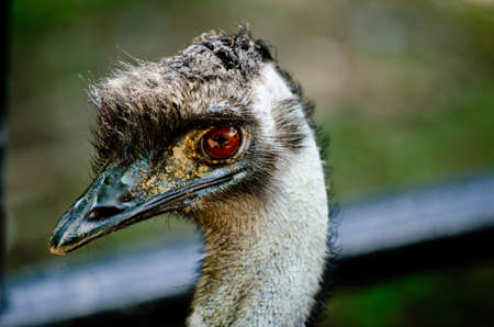eye ostrich is looking something and it have very big eyesの写真素材