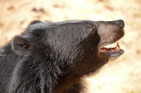 Black Bear is dangerous species in forest ,thailand and it live everwherer in forest , v-shapeの写真素材