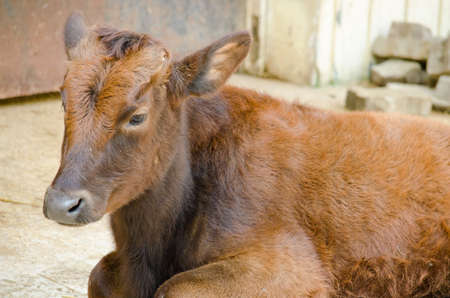 cows is eatting grass in the farm ,thailand ,