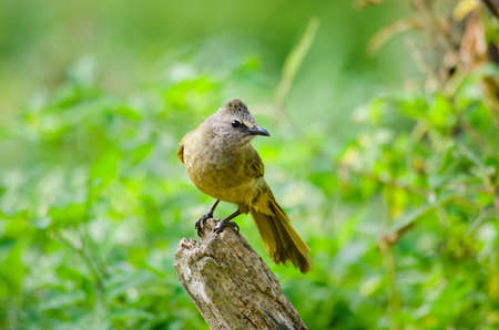 white throated bulbul sitting on the tree ,thailandの写真素材
