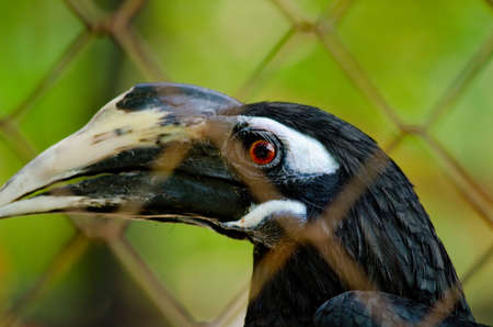 hornbill is live the cage so it not happy , would to freedomeの写真素材