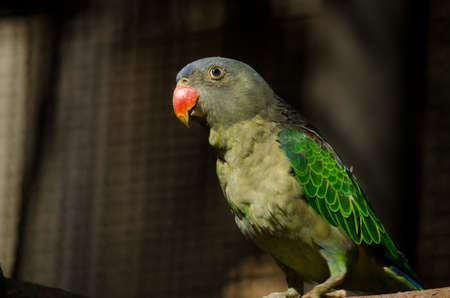 green parrot is in the cage and not happyの写真素材