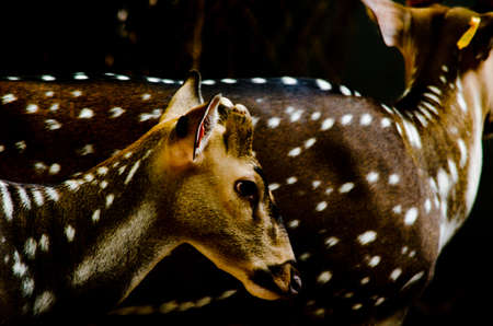 Chital or cheetal deer (Axis axis), also known as spotted deer or axis deer in the forestの写真素材
