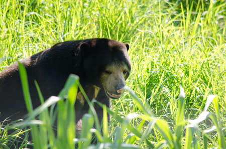 malayun sun bear is dangerous species in forest ,thailand and it have black hair, u-shapeの写真素材
