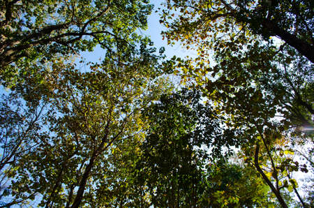 Texture background of green Leaf and blue sky is in forest of midday