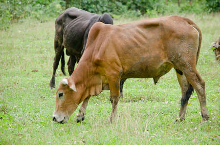 cows is eatting grass in the farm ,thailand ,の写真素材