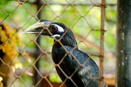 hornbill is live the cage so it not happy , would to freedomeの写真素材