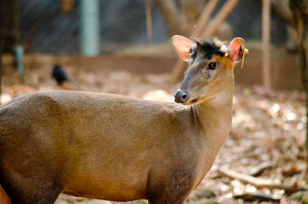 The Fea's Muntjac or Tenasserim muntjac (Muntiacus feae) is a rare species の写真素材