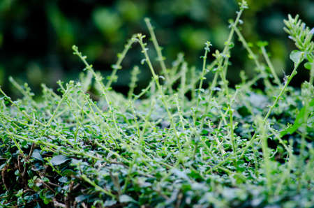 Texture background of green Leaf and blue flowerの写真素材