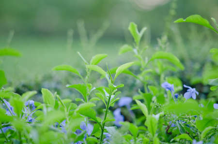 Texture background of green Leaf and blue flowerの写真素材