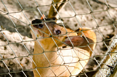 Tenasserim muntjac (Muntiacus feae) is a rare species の写真素材