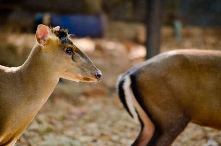  Tenasserim muntjac (Muntiacus feae) is a rare species of muntjac native の写真素材