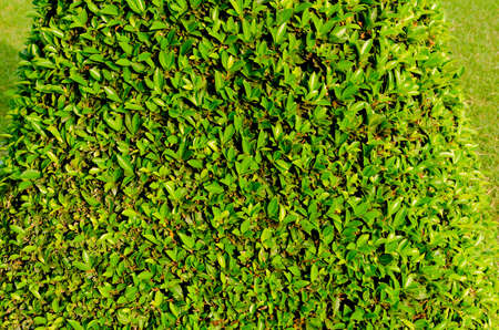 Texture background of green Leaf and blue flower