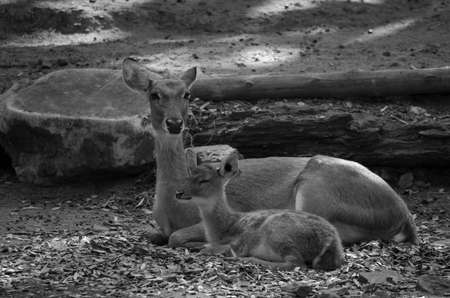 Eld's deer (Panolia eldii) also known as the thamin or brow-antlered deer, is an endangered species...