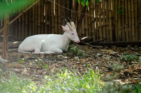 The Fea's Muntjac or Tenasserim muntjac (Muntiacus feae) is a rare species of muntjac native to China, Laos, Myanmar, Thailand and Vietnam. Red List of Threatened Speciesの写真素材