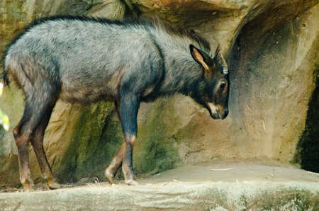 serow ( Capricornis milneedwardsii),are six species of medium-sized goat-like or antelope-like mammals of the genus Capricornis.の写真素材