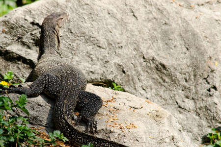 water monitor live habitat where is water ,lake and riverの写真素材