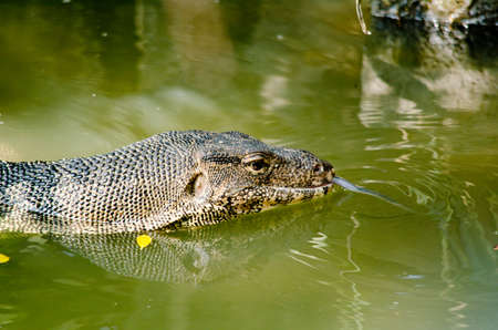 water monitor live habitat where is water ,lake and riverの写真素材