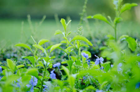 Texture background of green Leaf and blue flowerの写真素材