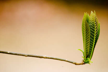 Texture background of green Leaf  is growth and have green background