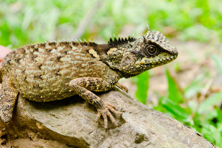 green lizzard is walking on rock, body  dragon have green color and spiny on the top body
