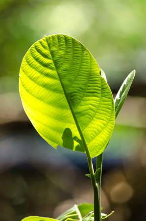green leaf background in forest , have many species flora . background have many  colour in frameの写真素材