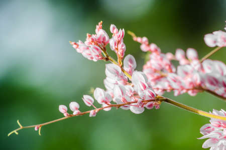 confederate vine , coral vine, mexican coral vine mexican creeper, queen;s jewels, queen's wreath is plan of polygonaceae ,is aperennial that is native to mexico ,is a vien with pink or white flowerの写真素材