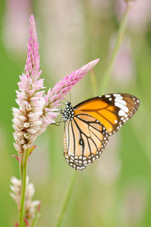 monarch butterfly is a milkweed butterfly in the family Nymphalidae and is flying around pink flower in garden  have green backgroundの写真素材