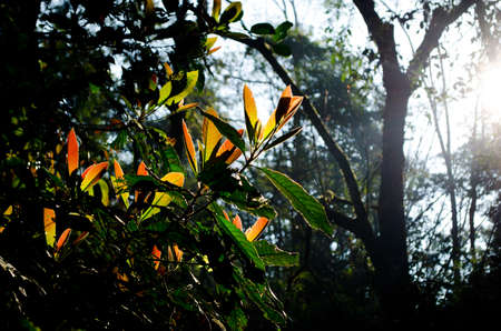 Texture background of green Leaf and blue sky is in forest of middayの写真素材