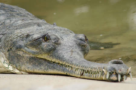 crocodiles or true crodiles are large aquatic reptiles that live throughout the tropics in africa,asia, the americas and australia ,order Crocodilia, which includes Tomistoma , the alligators and caimans ,the gharials, and all other living and fossil Crocの写真素材