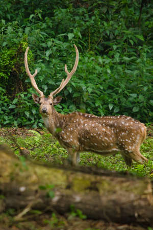 Chital or cheetal deer (Axis axis), also known as spotted deer or axis deer in the forestの写真素材