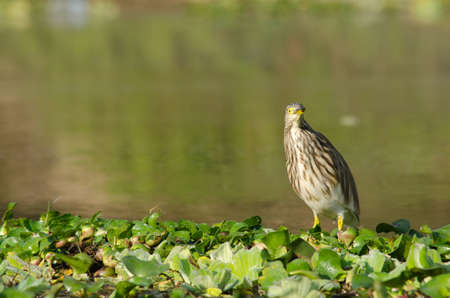 duck is live in the lake and is find some fish or otherの写真素材