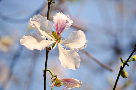 Bauhinia variegata is quite a sight to see a whole tree covered with these spectacular orchid-like blossoms that are up to 5 in 12.7 across and orchid tree is used as a street tree ,shade tree ,specimen or focal tree in tropical and subtropical landscapesの写真素材
