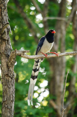 red billed blue magpie is corvidae family of avian . body of bird have blue , white and black...