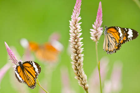 monarch butterfly is a milkweed butterfly in the family Nymphalidae and is flying around pink flower in garden  have green backgroundの写真素材