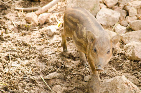 wildboar is baby animal in forest and have pattern body diffrent adult wildboarの写真素材