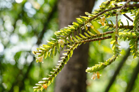 Dendrobium ellipsophyllum grows in warm to hot temperatures with full sun light. Grow in a well drain mix of sphagnum moss or medium fir bark.found in the Burma, Thailand, Laos, Vietnam and Chinaの写真素材