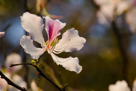 Bauhinia variegata is quite a sight to see a whole tree covered with these spectacular orchid-like blossoms that are up to 5 in 12.7 across and orchid tree is used as a street tree ,shade tree ,specimen or focal tree in tropical and subtropical landscapesの写真素材