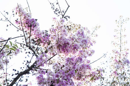 Lagerstroemia calyculata  is derived from its very characteristic mottled flaky bark.It is a...