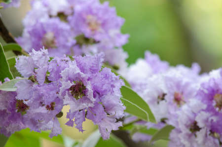 Lagerstroemia calyculata  is derived from its very characteristic mottled flaky bark.It is a...